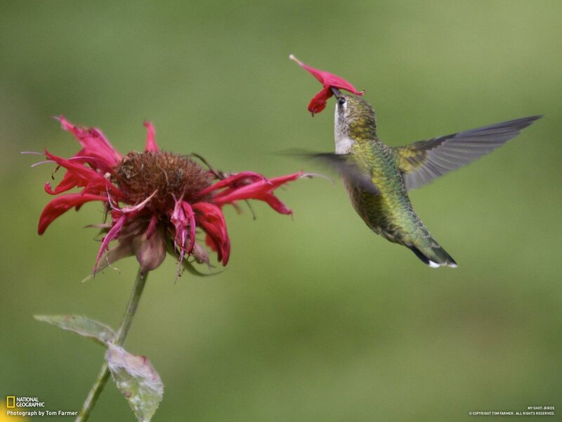 Hummingbird Feeding on Flower — Green, Natural, Afternoon, Photograph, Wing, Stem