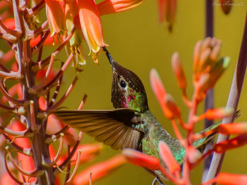 Hummingbird Feeding on Flower — Green, Natural, Afternoon, Photograph, Wing