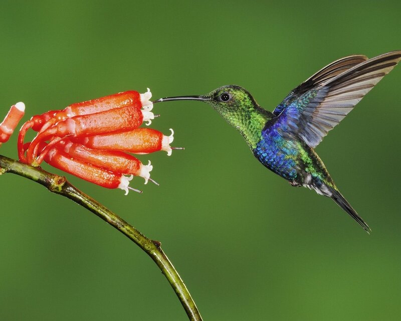 Hummingbird Feeding on Flower — Green, Natural, Photograph, Branch