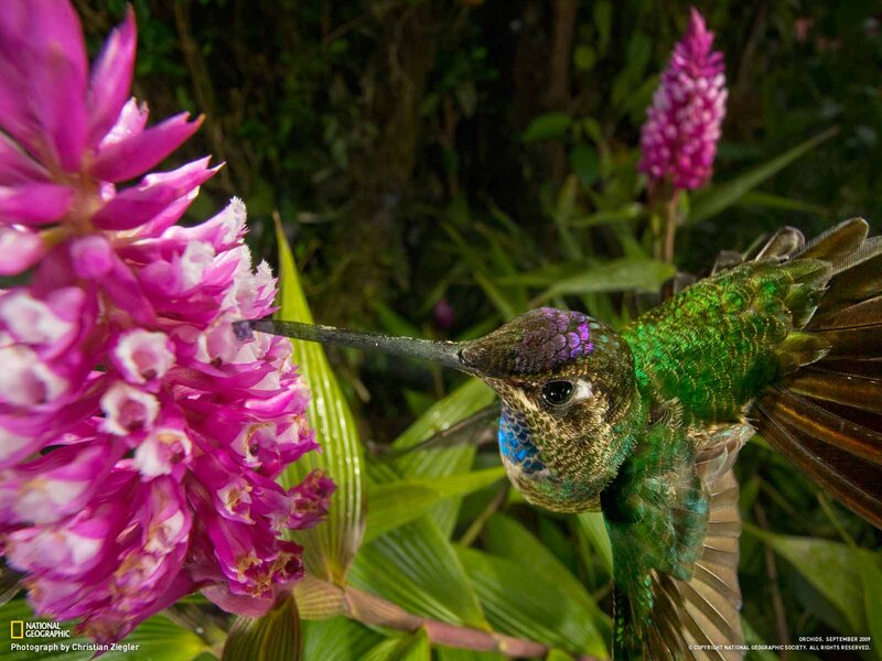 Hummingbird Feeding on Flower — Green, Natural, Photograph, Plant