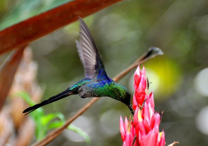 Hummingbird Feeding on Flower — Green, Natural