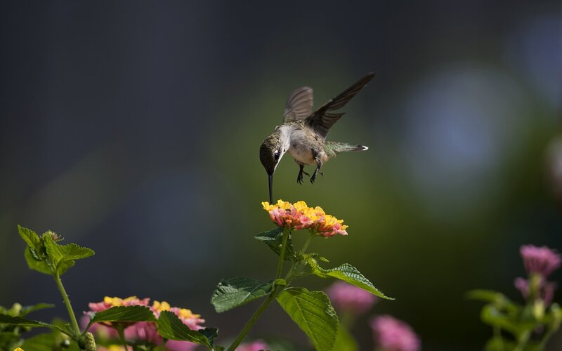 Hummingbird Feeding on Flower — Green, Serene, Afternoon, Photograph, Leaf, Plant, Yellow