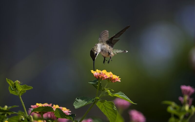 Hummingbird Feeding on Flower — Green, Serene, Afternoon, Photograph, Leaf