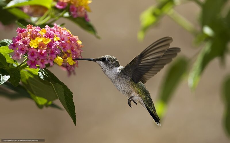 Hummingbird Feeding on Flower — Green, Serene, Afternoon, Photograph, Leaf, Wing