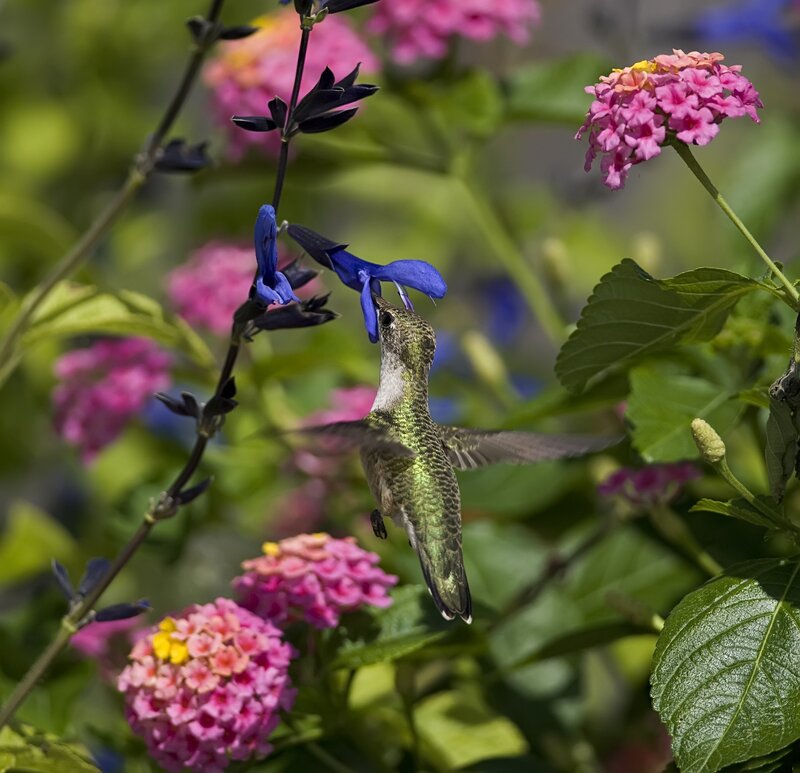 Hummingbird Feeding on Flower — Green, Serene, Afternoon, Photograph