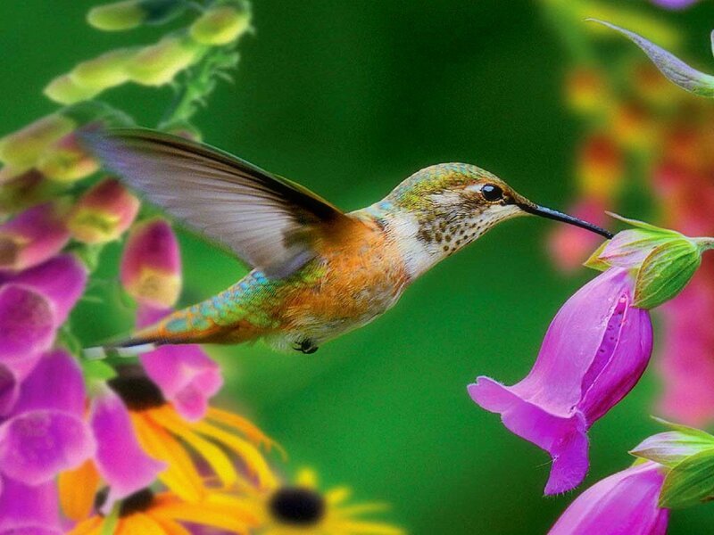 Hummingbird Feeding on Flower — Green, Serene, Afternoon, Photograph, Wing
