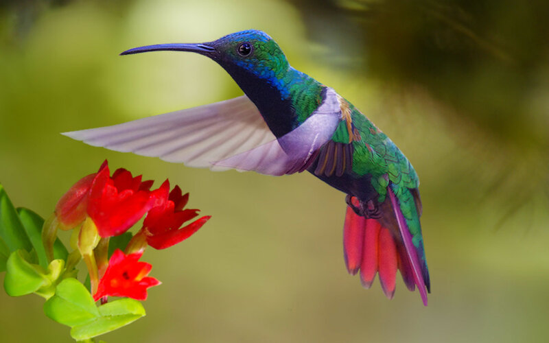Hummingbird Feeding on Flower — Green, Serene, Morning, Photograph