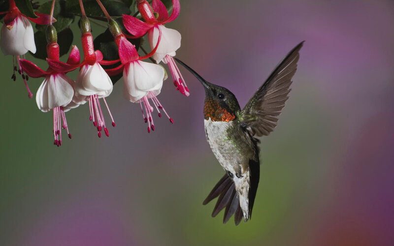 Hummingbird Feeding on Flower — Green, Serene, Photograph, Wing, Beak