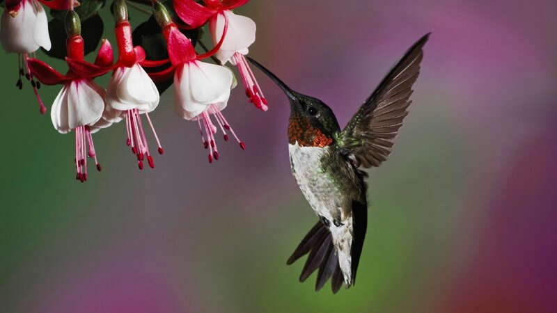Hummingbird Feeding on Flower — Green, Serene, Photograph, Wing