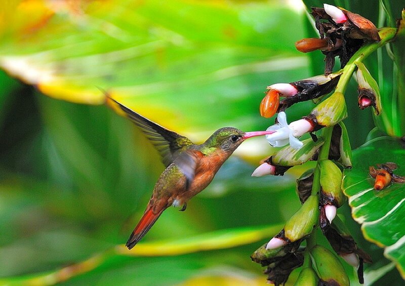 Hummingbird Feeding on Flower — Green, Serene