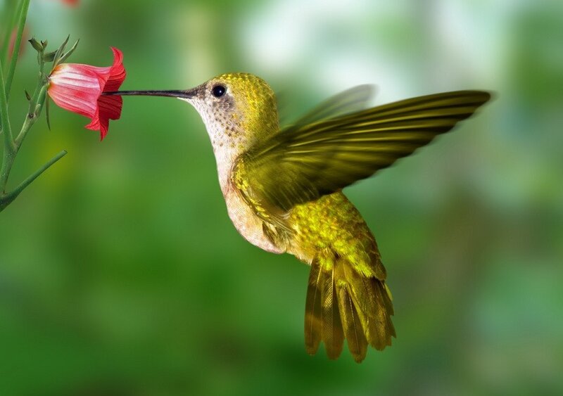 Hummingbird Feeding on Flower — Green