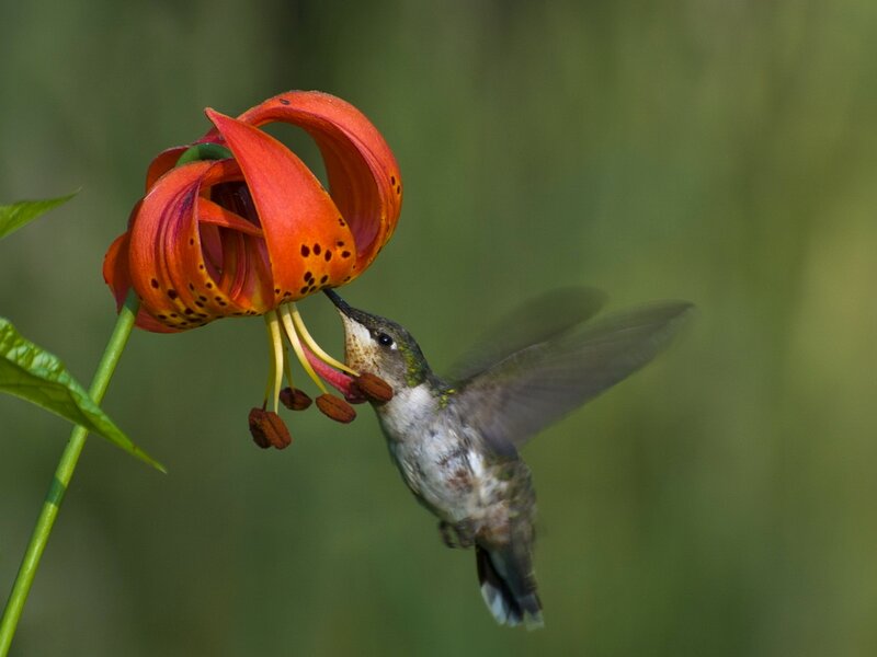 Hummingbird Feeding on Flower — Orange, Calm