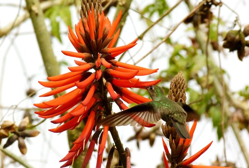 Hummingbird Feeding on Flower — Orange, Natural