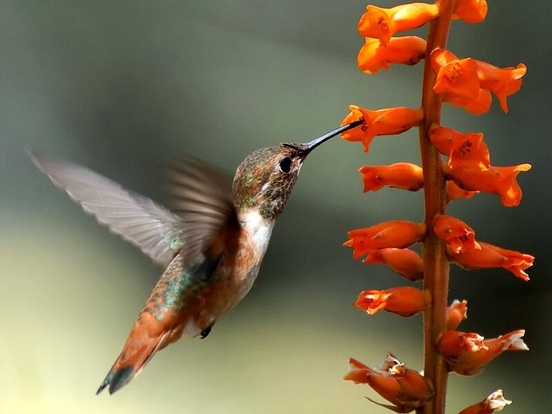 Hummingbird Feeding on Flower — Orange