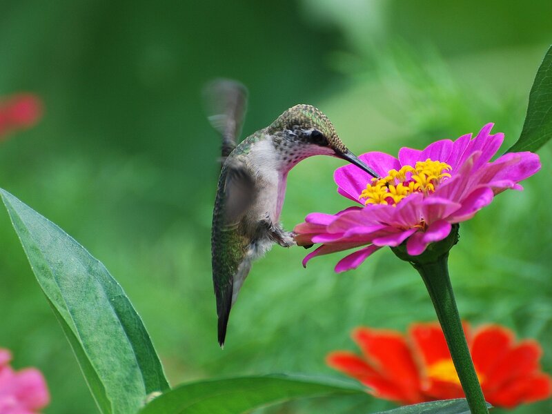 Hummingbird Feeding on Flower — Pink, Calm, Afternoon, Photograph, Leaf