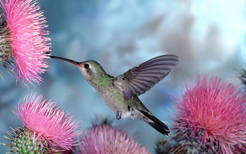 Hummingbird Feeding on Flower — Pink, Calm, Spring