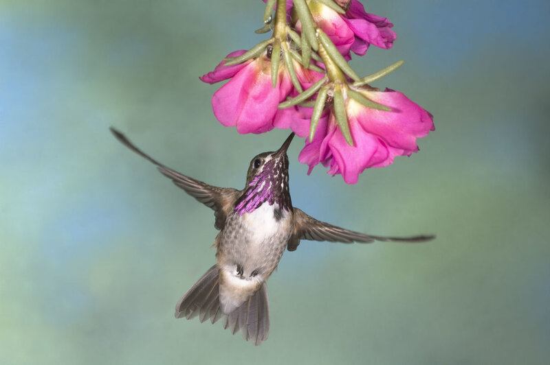 Hummingbird Feeding on Flower — Pink, Calm