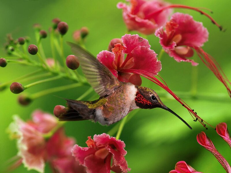 Hummingbird Feeding on Flower — Pink, Natural, Afternoon, Photograph