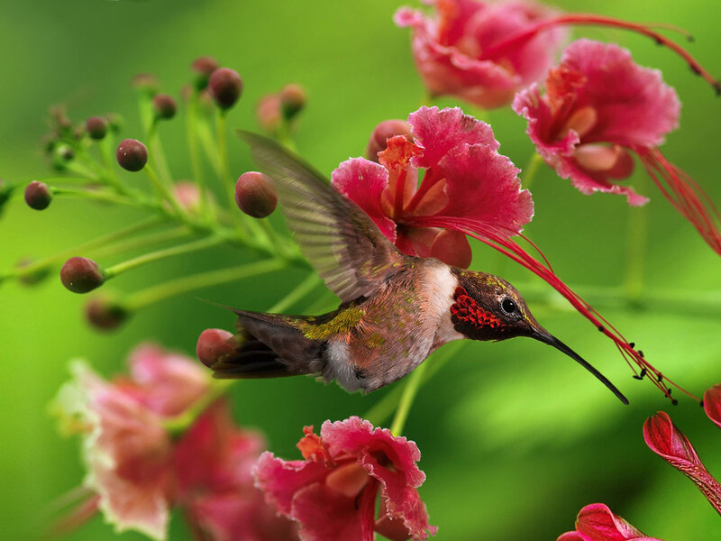 Hummingbird Feeding on Flower — Pink, Natural