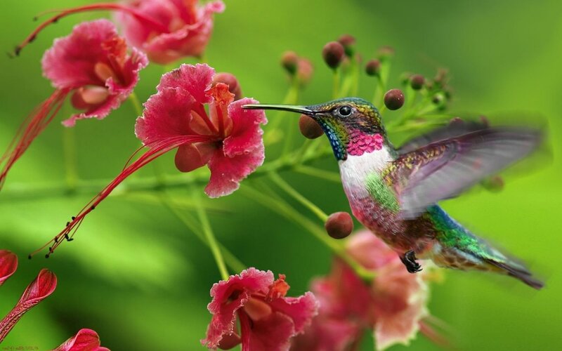 Hummingbird Feeding on Flower — Pink, Serene, Afternoon, Photograph