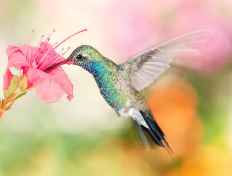 Hummingbird Feeding on Flower — Pink