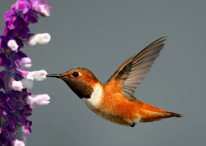 Hummingbird Feeding on Flower — Purple, Calm