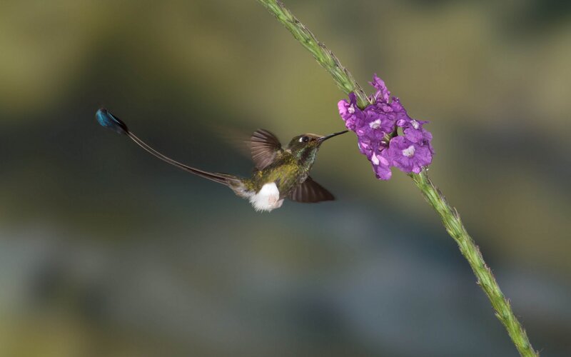 Hummingbird Feeding on Flower — Purple, Serene, Photograph