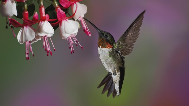 Hummingbird Feeding on Flower — Purple, Serene, Photograph, Wing, Beak