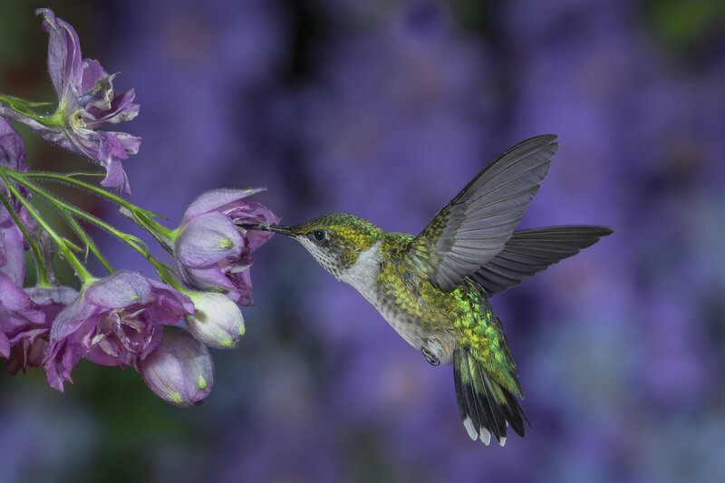 Hummingbird Feeding on Flower — Purple, Serene, Photograph, Wing