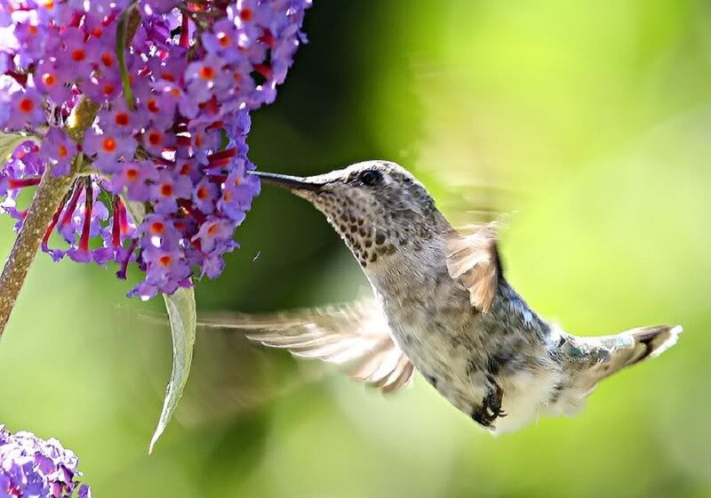 Hummingbird Feeding on Flower — Purple, Serene