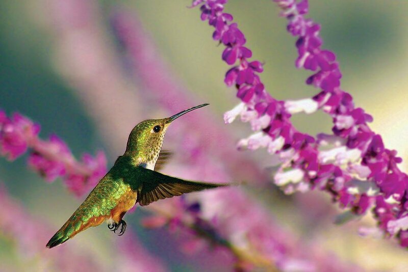 Hummingbird Feeding on Flower — Purple