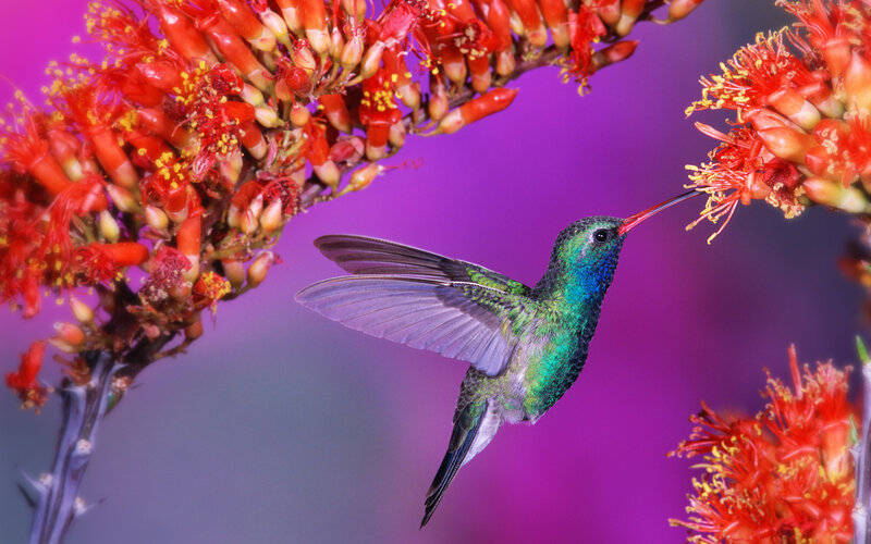 Hummingbird Feeding on Flower — Purple, Vibrant