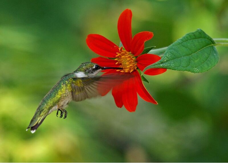 Hummingbird Feeding on Flower — Red, Calm, Afternoon, Photograph, Leaf
