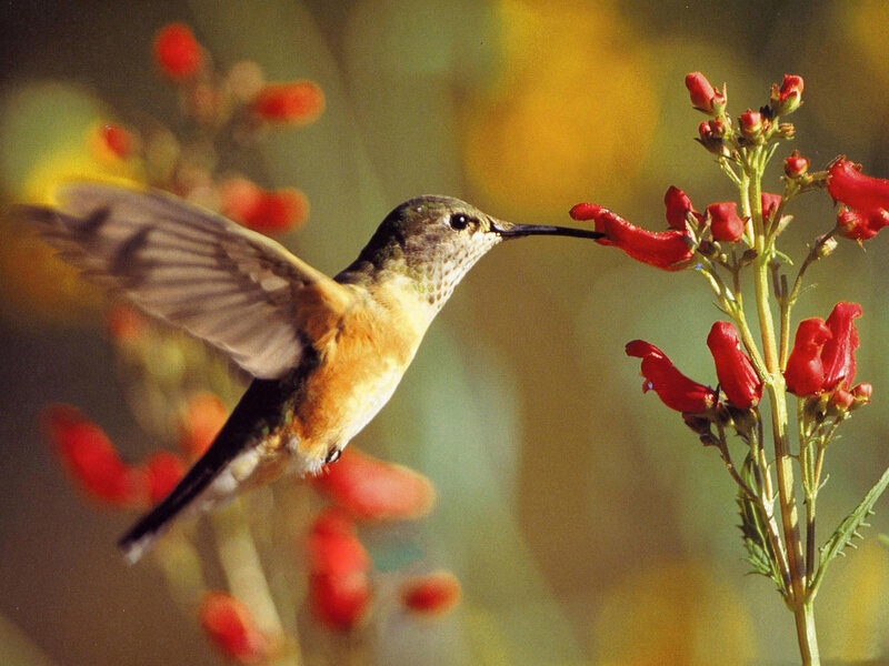 Hummingbird Feeding on Flower — Red, Calm, Afternoon, Photograph