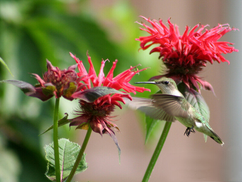 Hummingbird Feeding on Flower — Red, Calm, Afternoon
