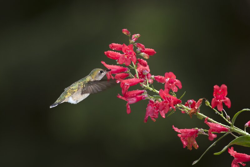 Hummingbird Feeding on Flower — Red, Calm, Morning, Photograph