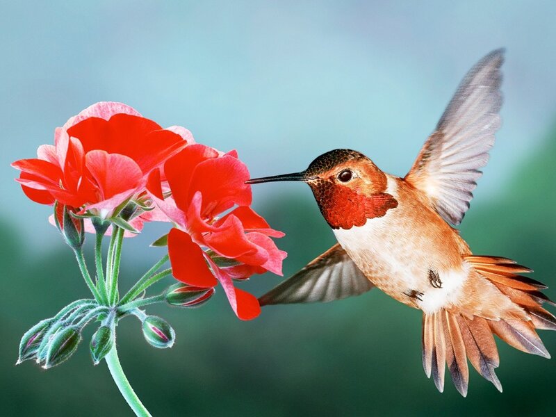Hummingbird Feeding on Flower — Red, Calm, Morning