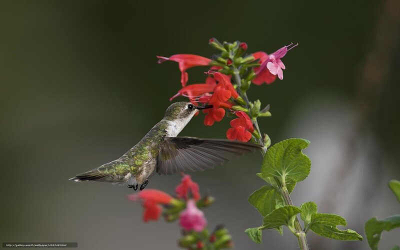 Hummingbird Feeding on Flower — Red, Calm, Photograph, Leaf, Stem