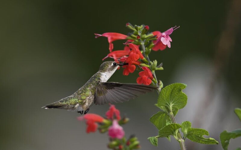 Hummingbird Feeding on Flower — Red, Calm, Photograph, Leaf