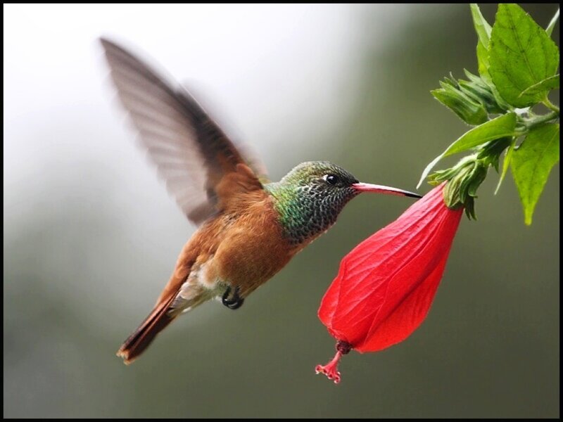 Hummingbird Feeding on Flower — Red, Calm, Photograph