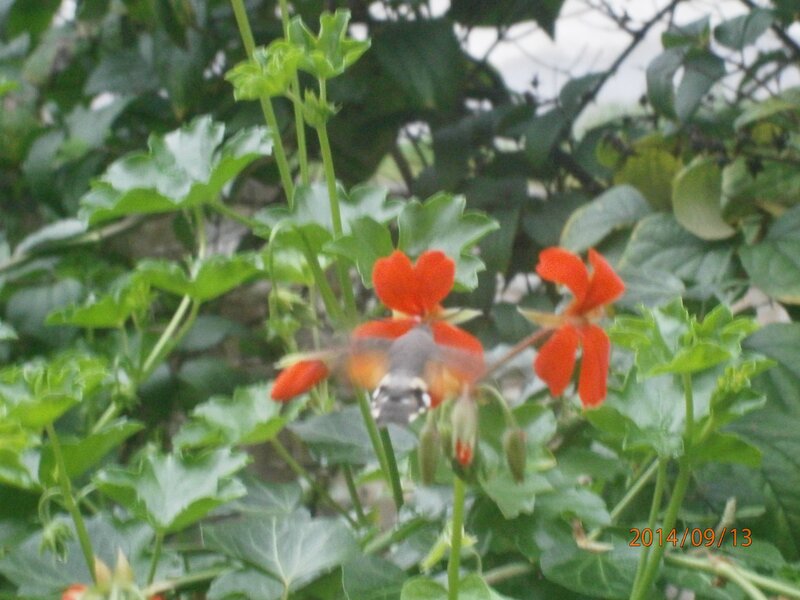 Hummingbird Feeding on Flower — Red, Natural, Autumn