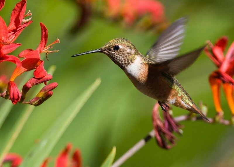 Hummingbird Feeding on Flower — Red, Natural