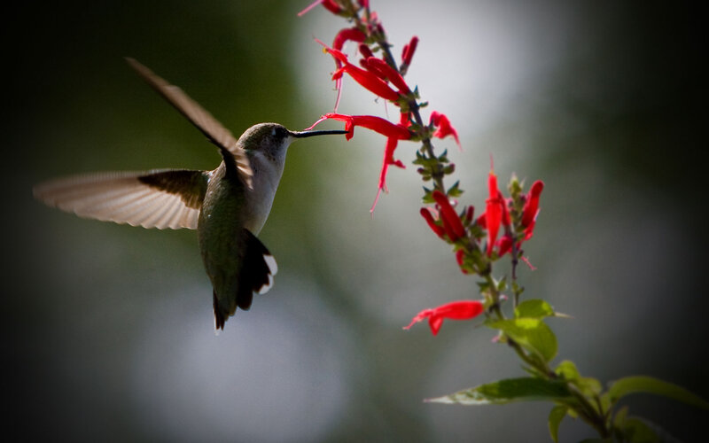 Hummingbird Feeding on Flower — Red, Serene, Afternoon