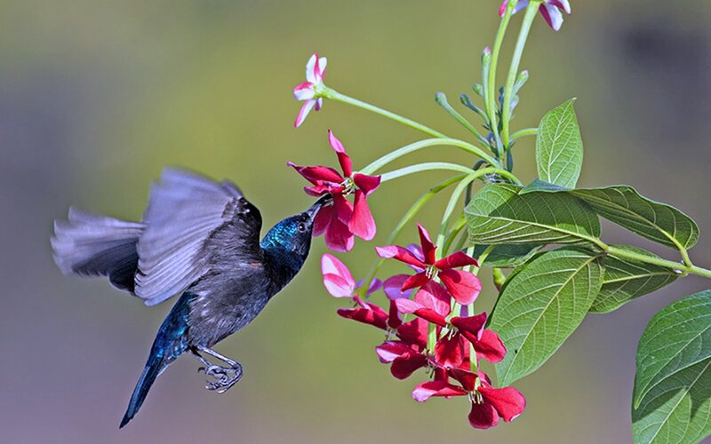 Hummingbird Feeding on Flower — Red, Serene, Morning, Photograph