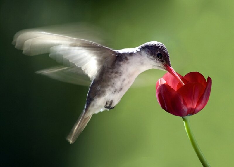 Hummingbird Feeding on Flower — Red, Serene