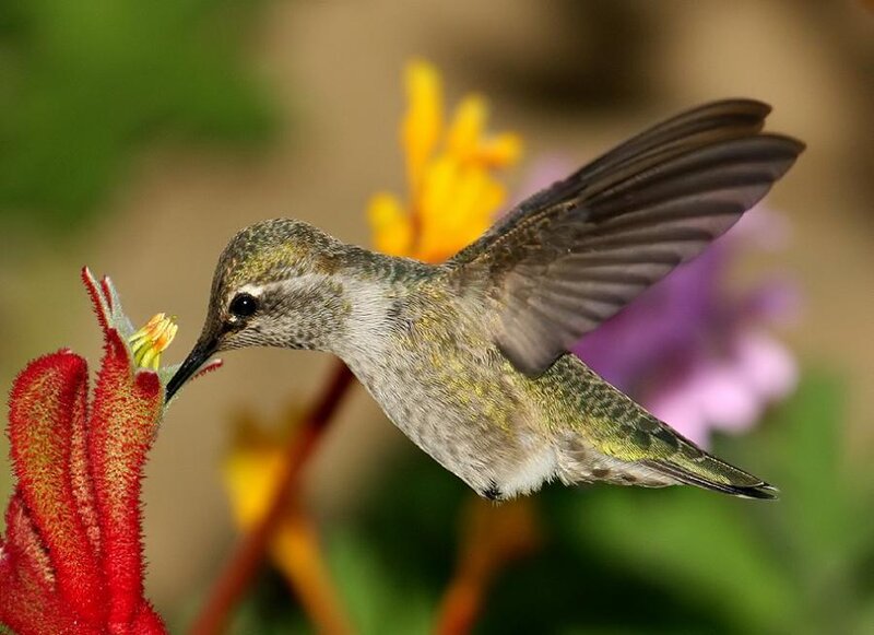 Hummingbird Feeding on Flower — Red