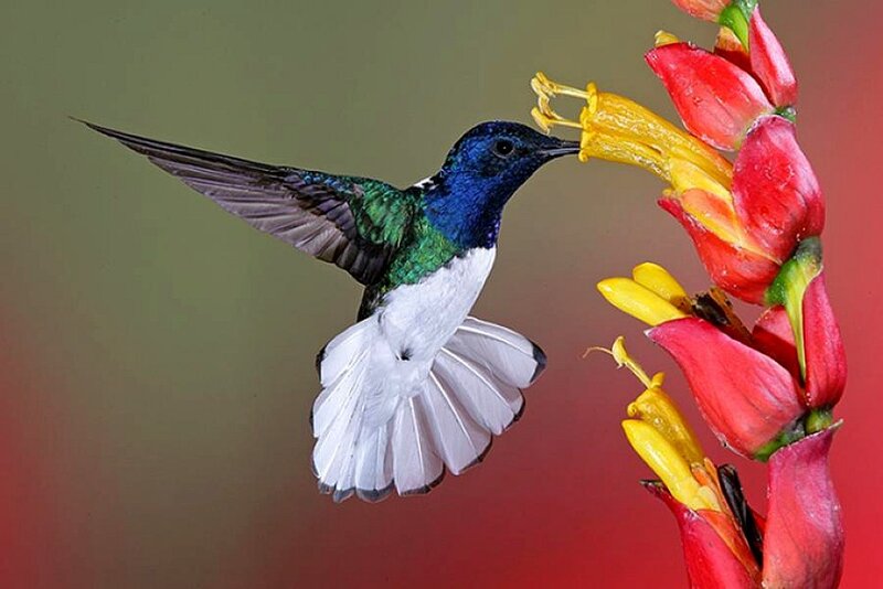 Hummingbird Feeding on Flower — Red, Vibrant