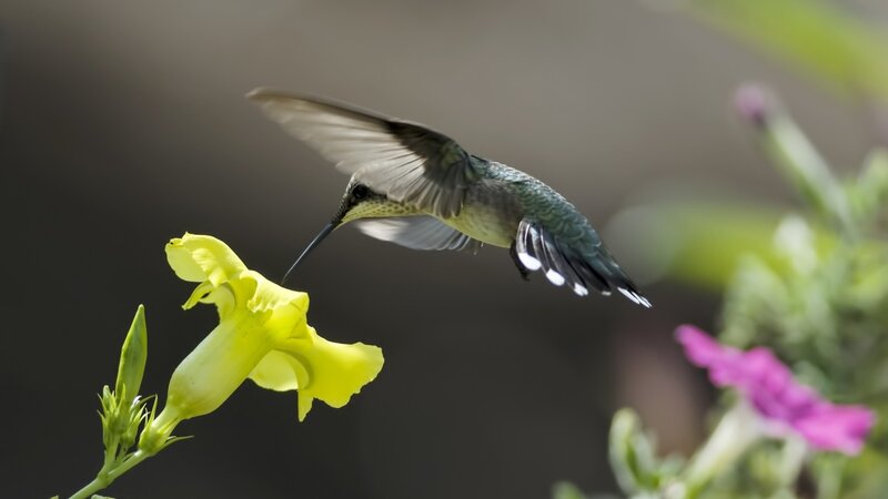 Hummingbird Feeding on Flower — Yellow, Calm