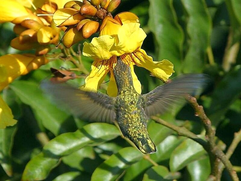 Hummingbird Feeding on Flower — Yellow, Natural