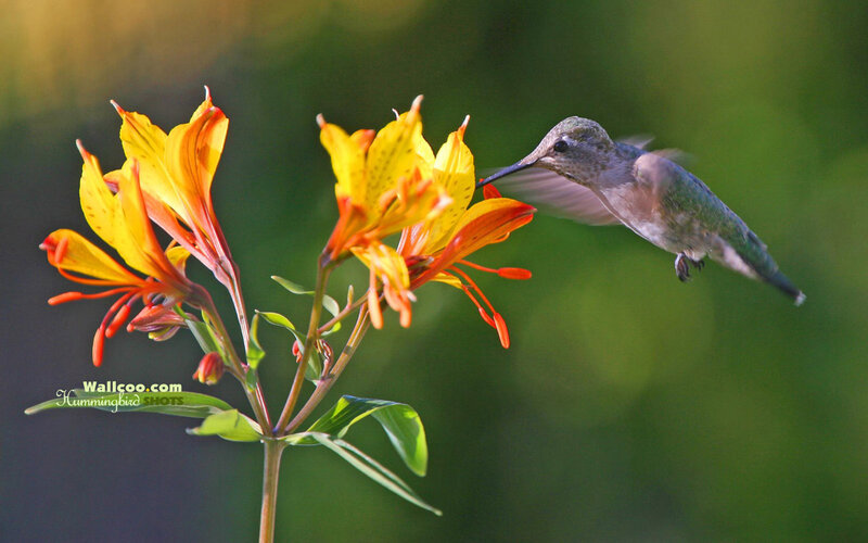 Hummingbird Feeding on Flower — Yellow, Serene